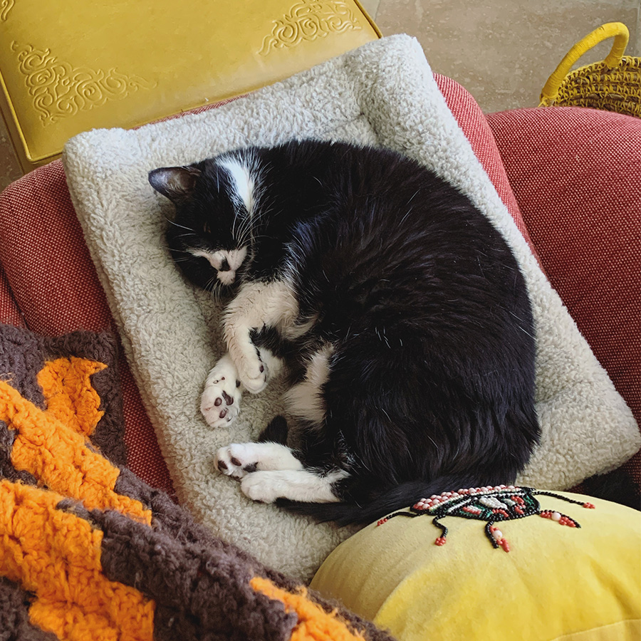 Sleeping black and white cat