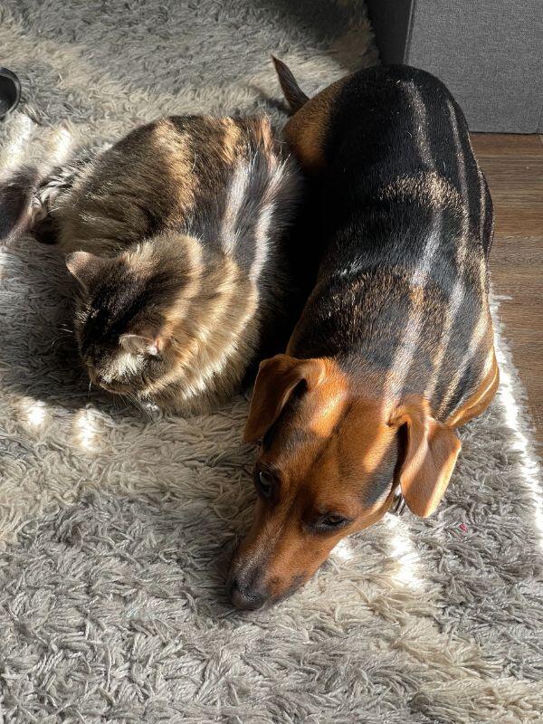 Dog and cat napping together