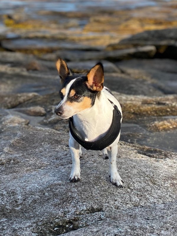 Rat terrier belonging to Austin adoptive mom