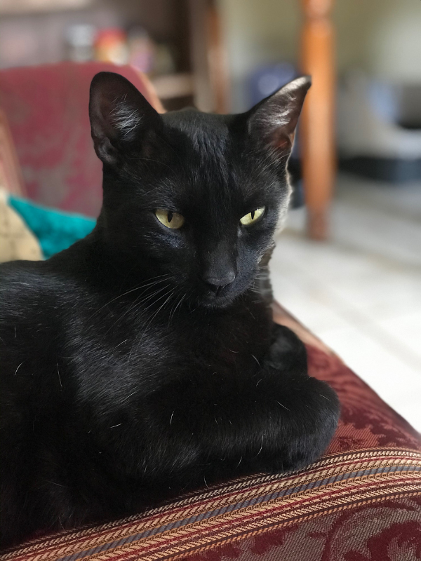 Adoption specialist Kailyn's black shorthair cat