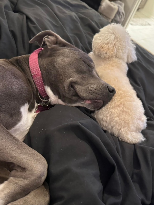 black pit bull mix and small fluffy white dog sleeping