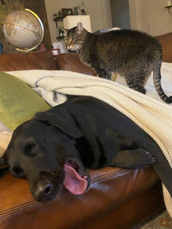Black lab mix dog and grey tabby cat on the couch together