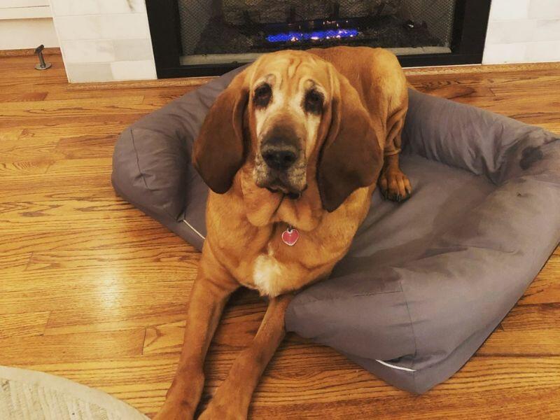 Hound dog Lucy in front of a fireplace