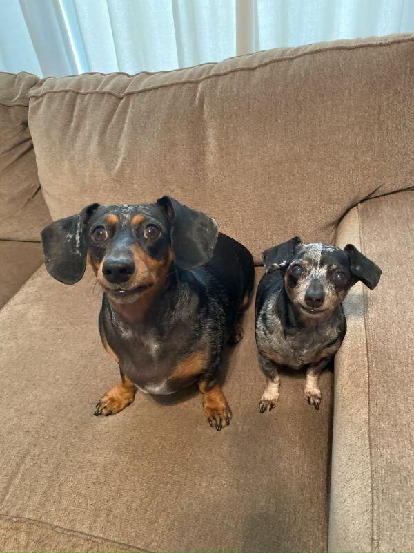 Dachshunds belonging to Midland adoptive family